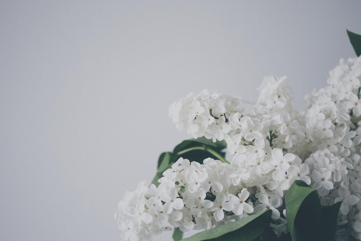Белые цветочки с маленькими лепестками