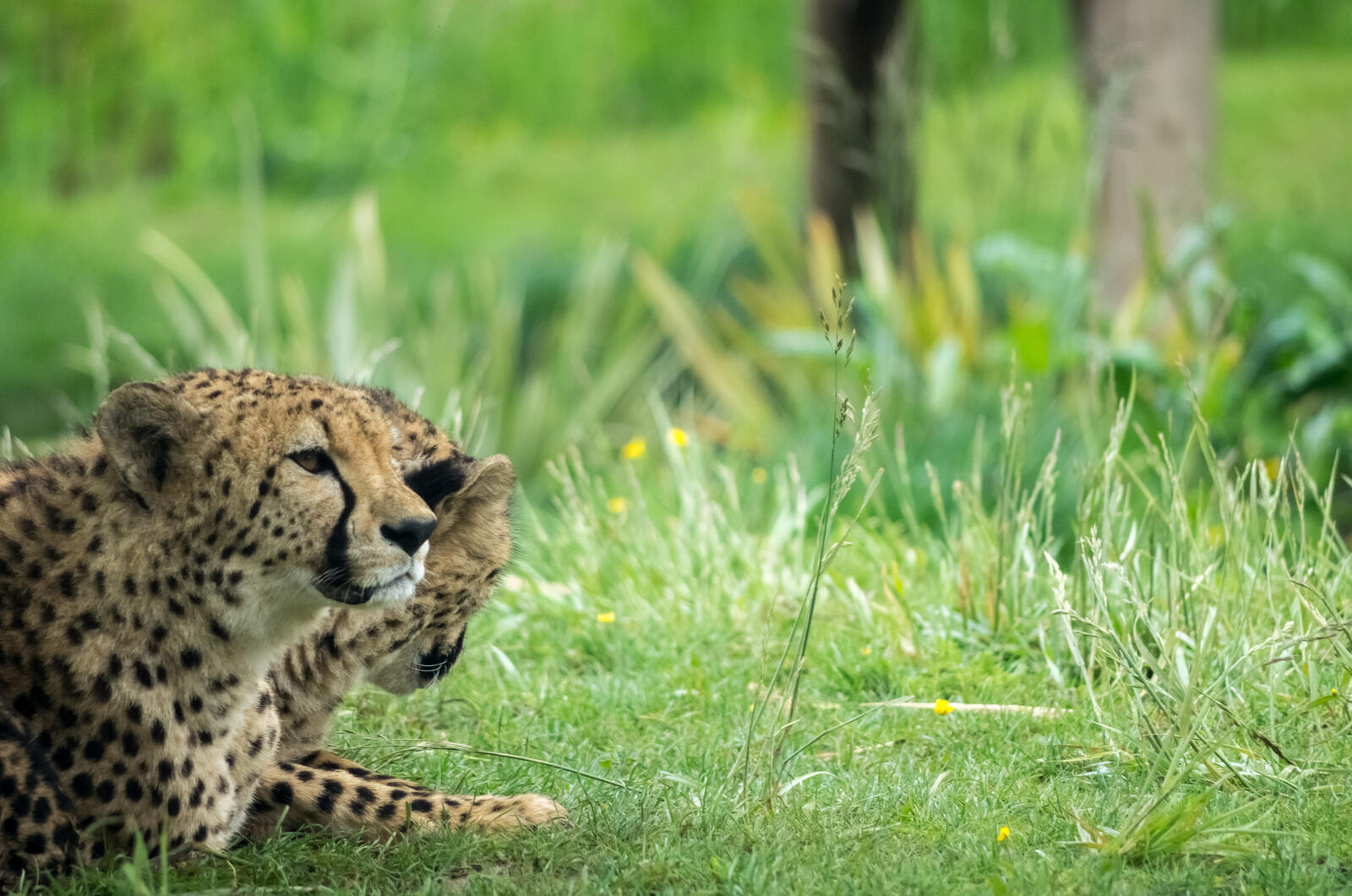 免费照片两只猎豹在草地上休息。