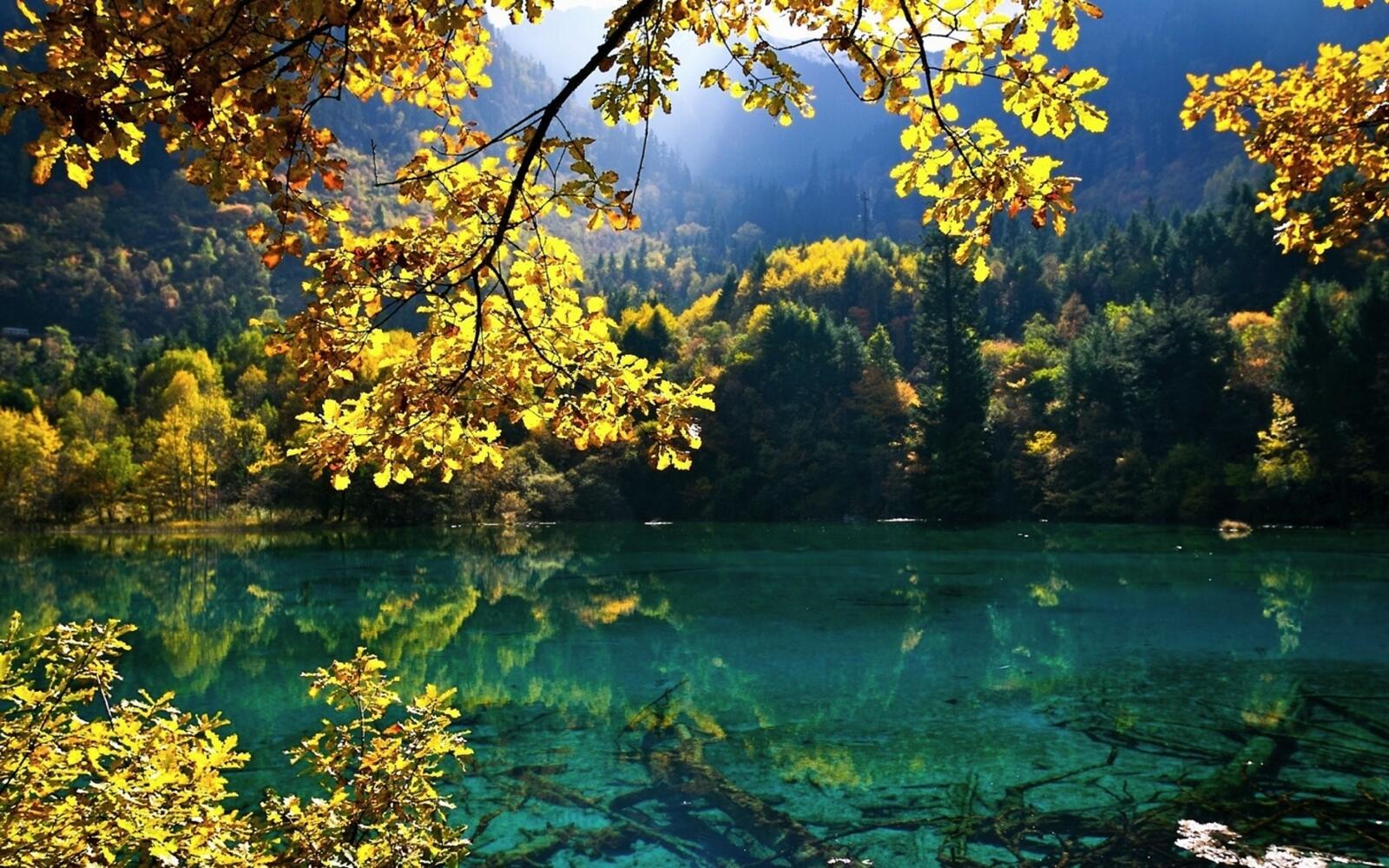 Бесплатное фото Озеро в лесу с желтой листвой