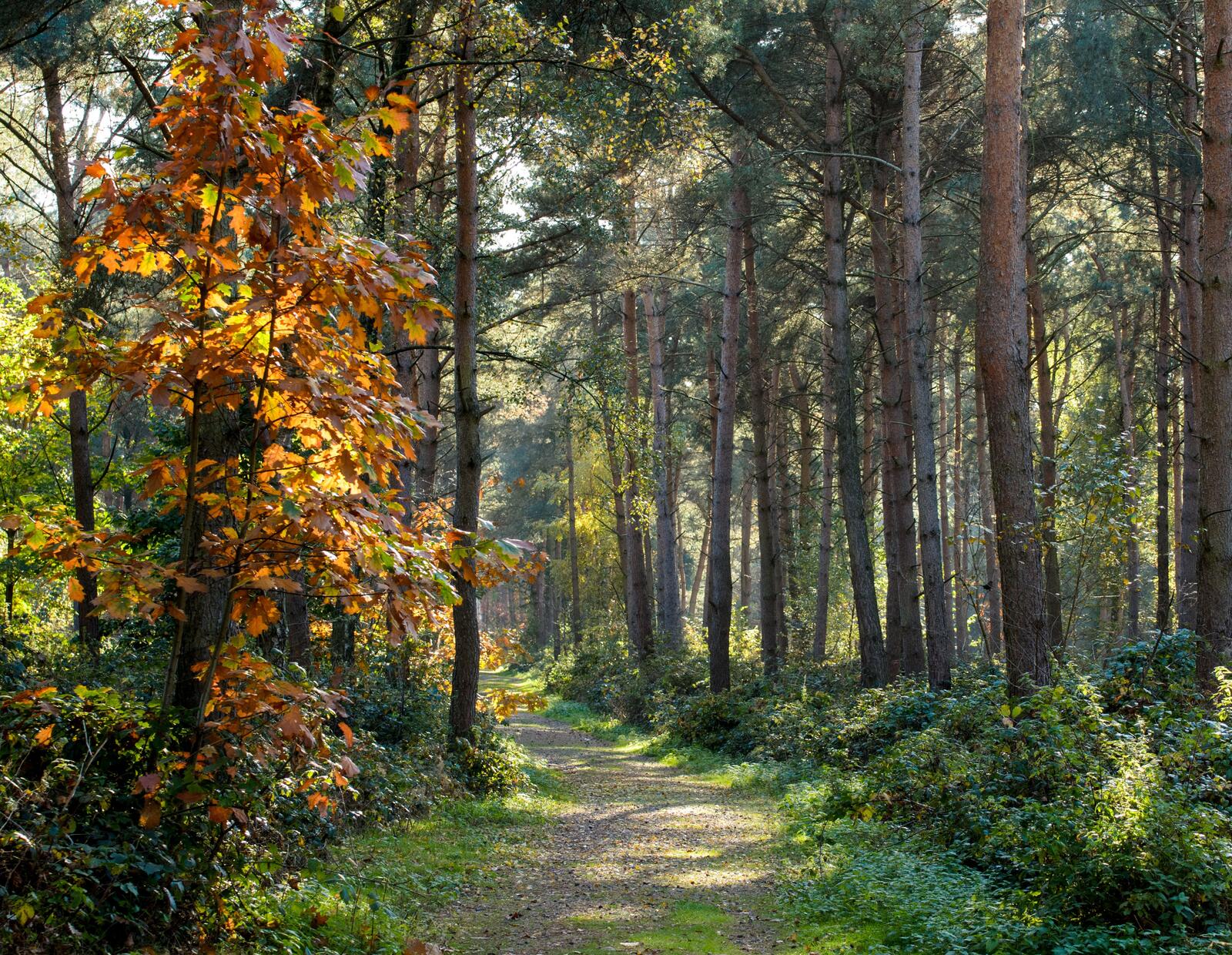 Бесплатное фото Тропинка в желтолистом лесу
