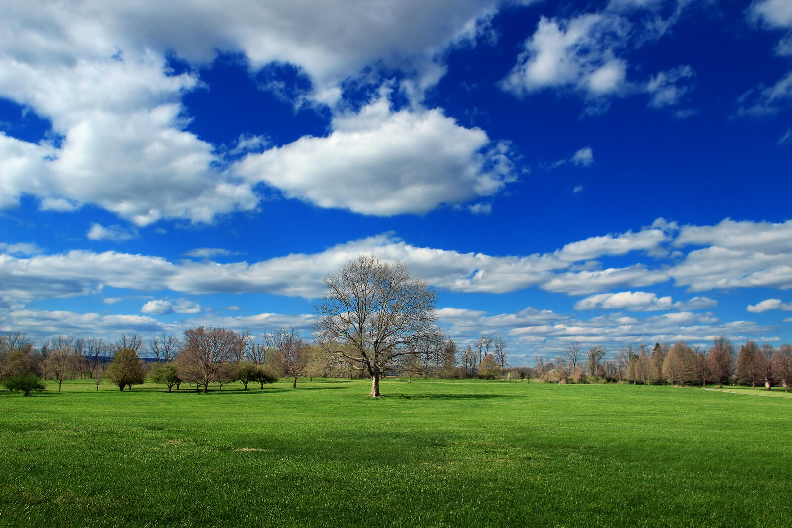 Бесплатное фото Красивая зелёное поле с осенними деревьями
