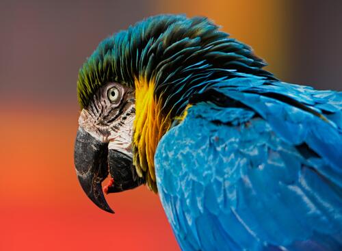 Большой попугай ара синего цвета
