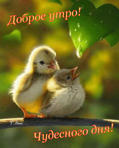 The chicks wish you a good morning and a wonderful day
