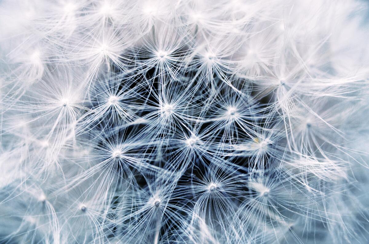 Close-up of a dandelion with parachutes.