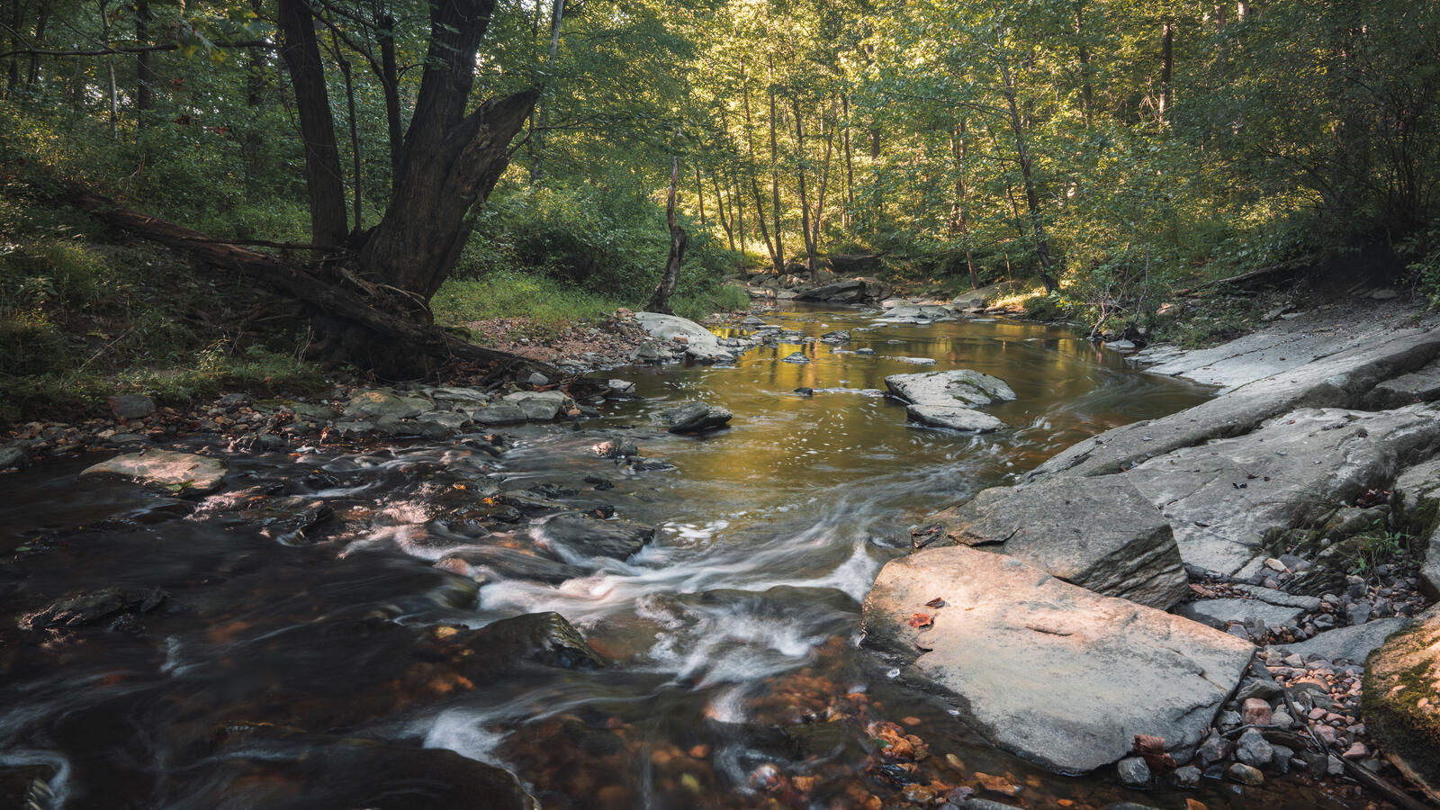 Бесплатное фото Поток воды в лесу