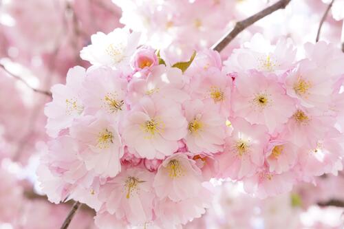 Japanese cherry trees are blooming