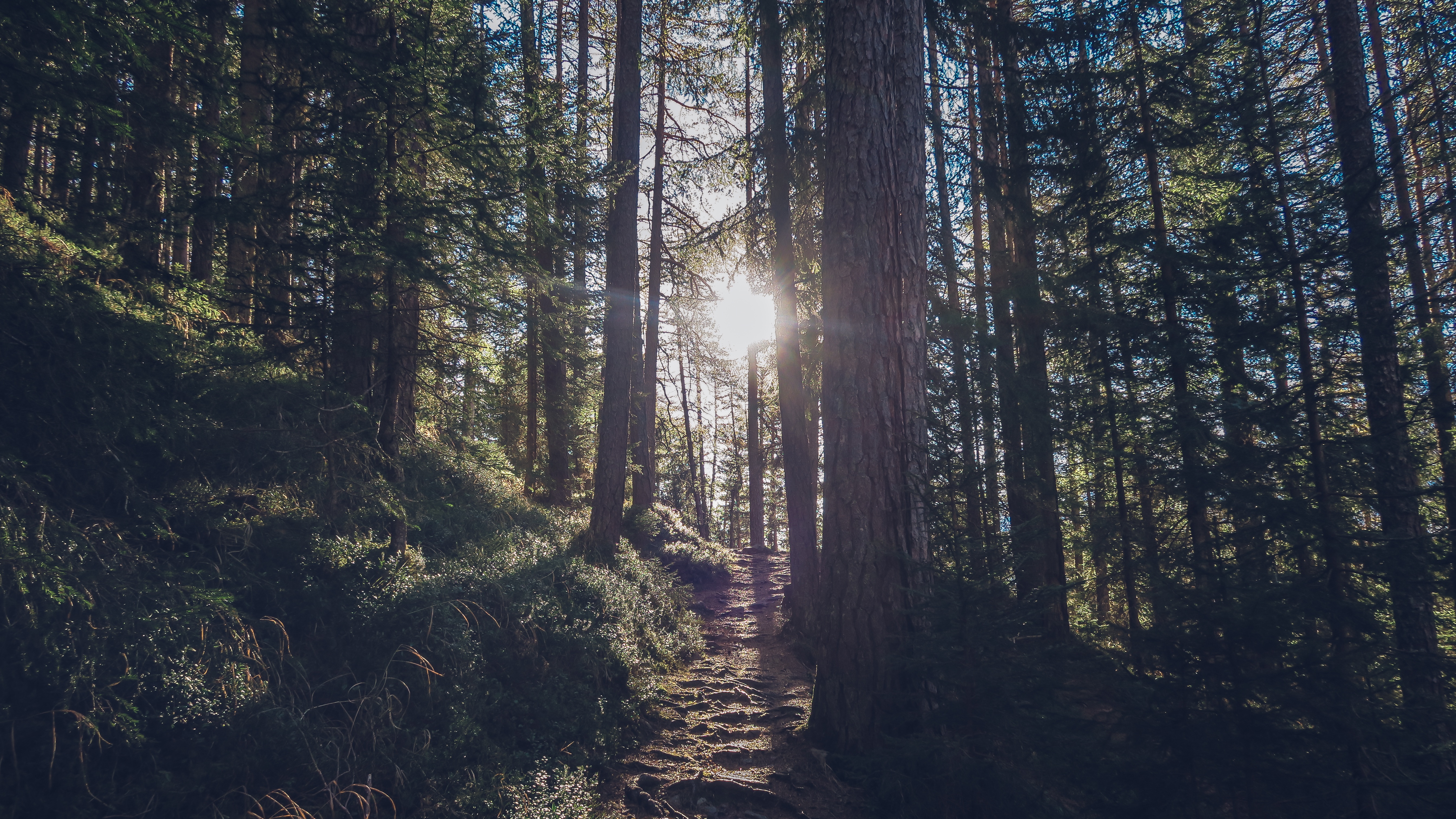 A walk through a coniferous sunny forest