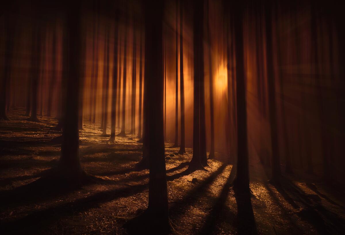 Мрачный ночной хвойный лес