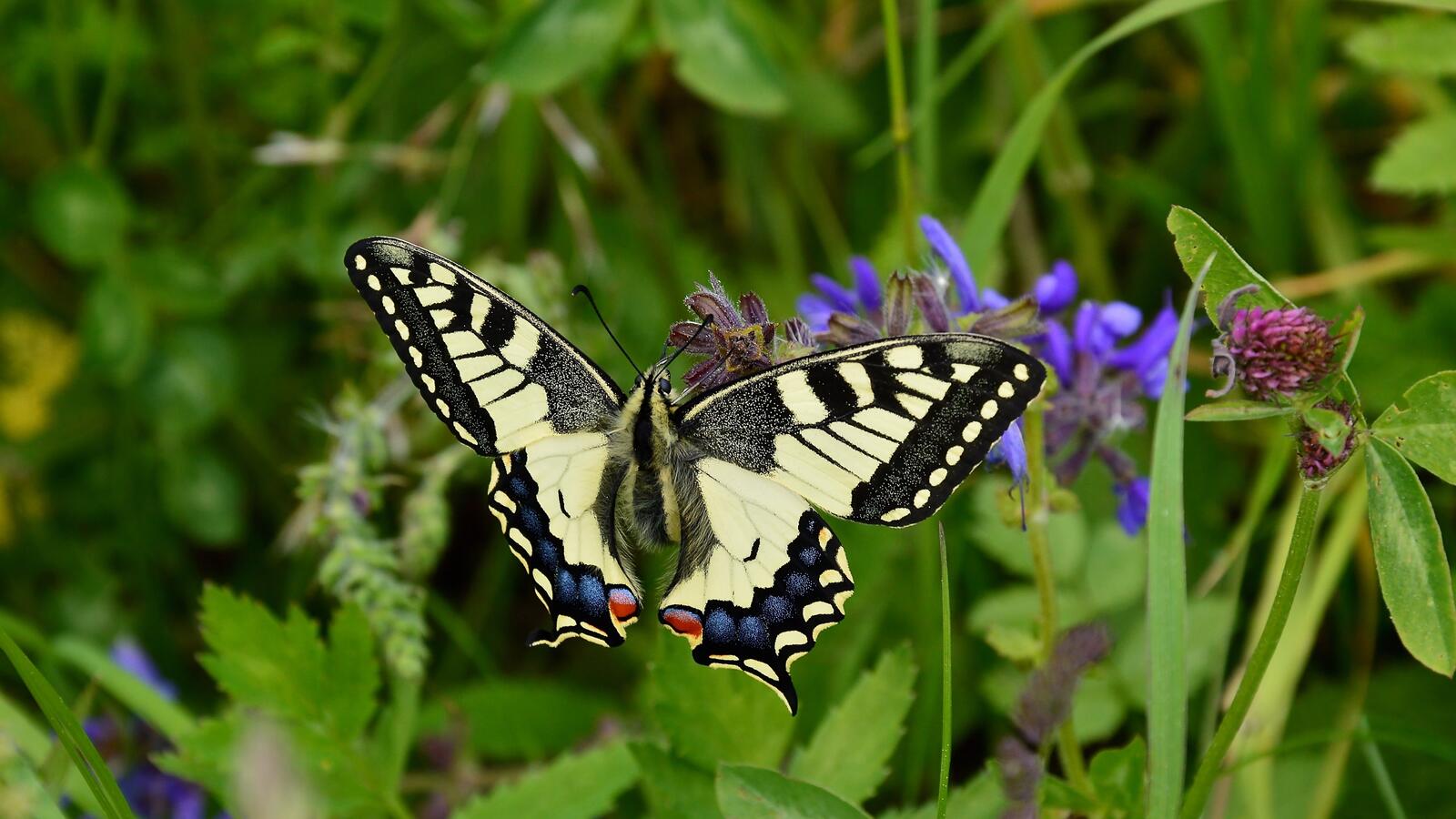 Бесплатное фото Разноцветная бабочка наслаждается нектаром на цветке