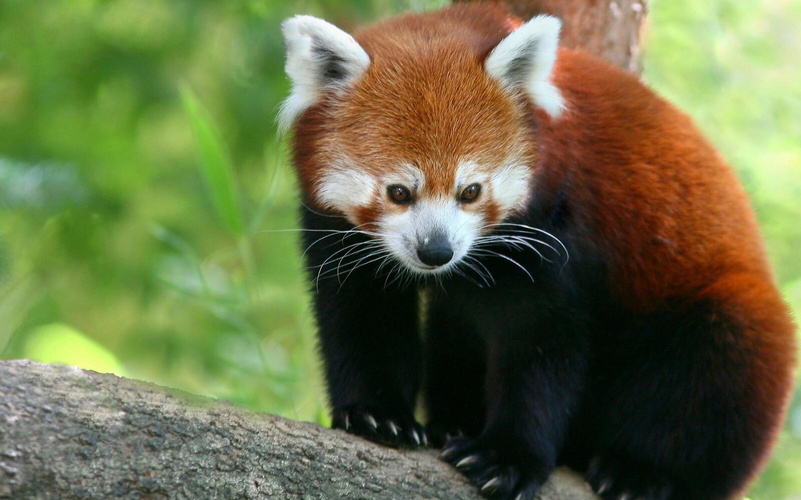 Free photo Red panda close-up