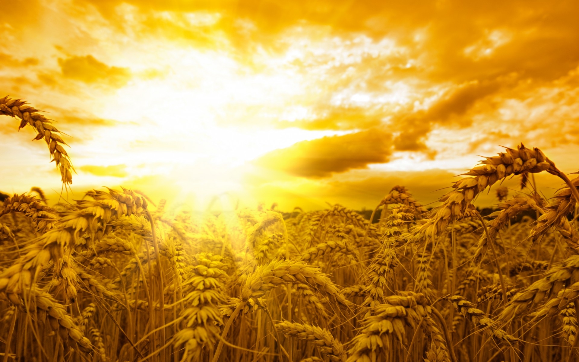 Обои обои пшеничное поле солнечный свет небо на рабочий стол