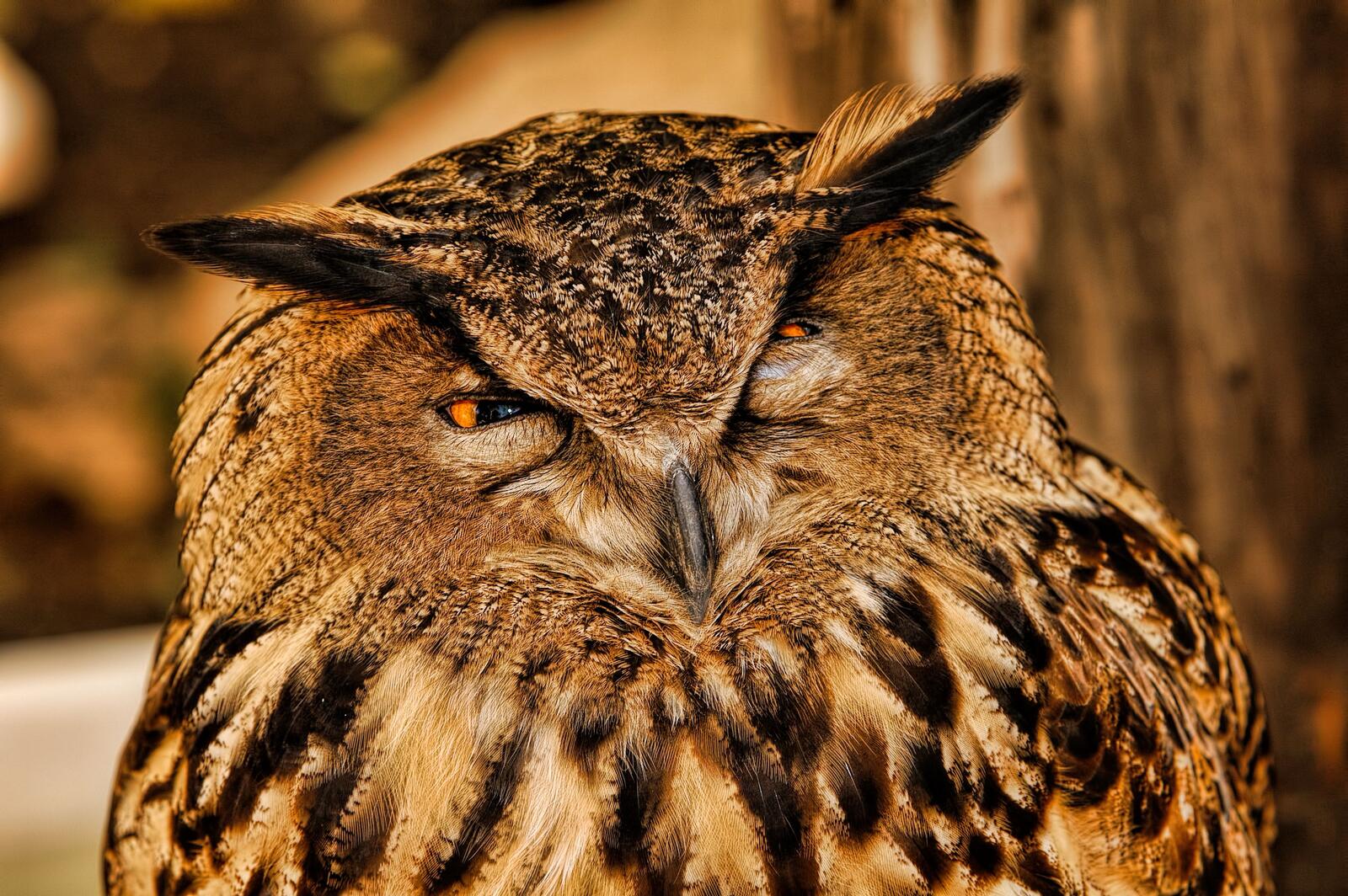 Free photo The look of a cunning owl