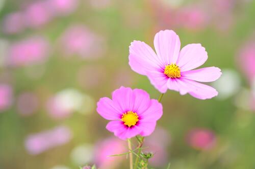 The fall pink flowers of the cosmos