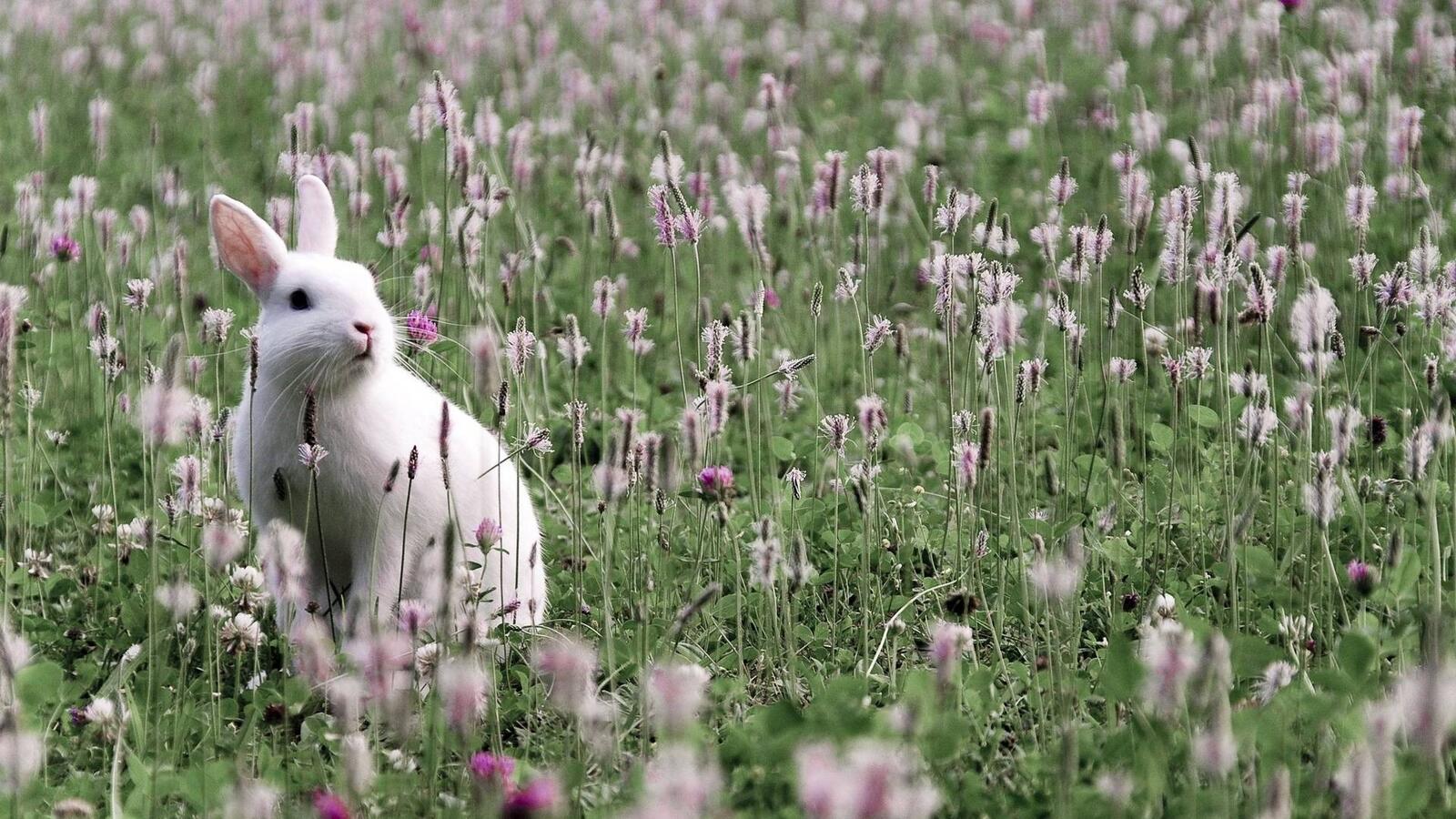 Обои цветы кролики поляна на рабочий стол