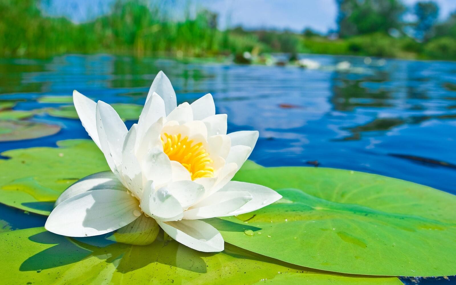 Free photo A white lily on the water