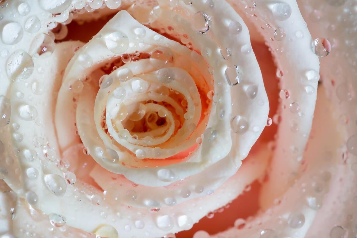 Роза с нежно-розовым оттенком
