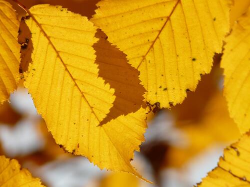 Yellow birch leaves