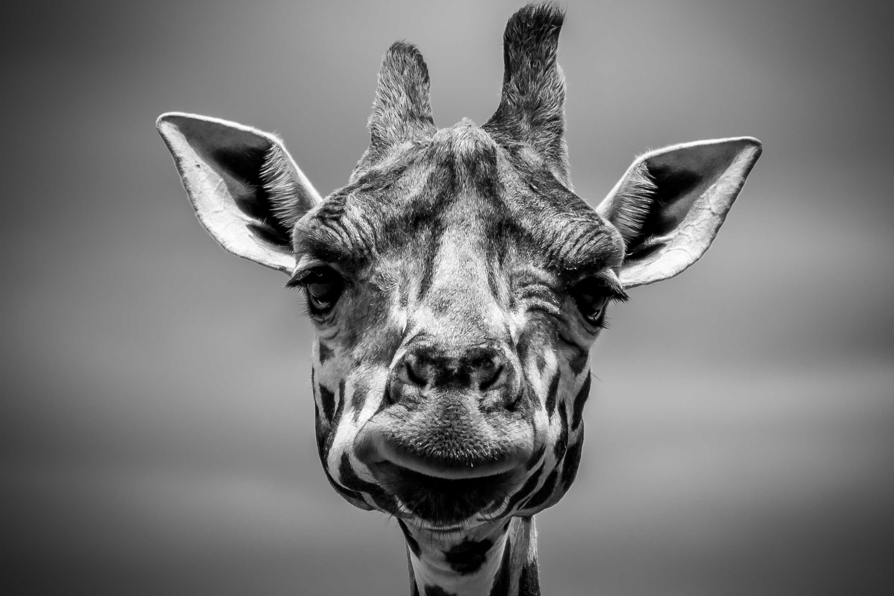 Бесплатное фото Портрет жирафа на монохромном фото