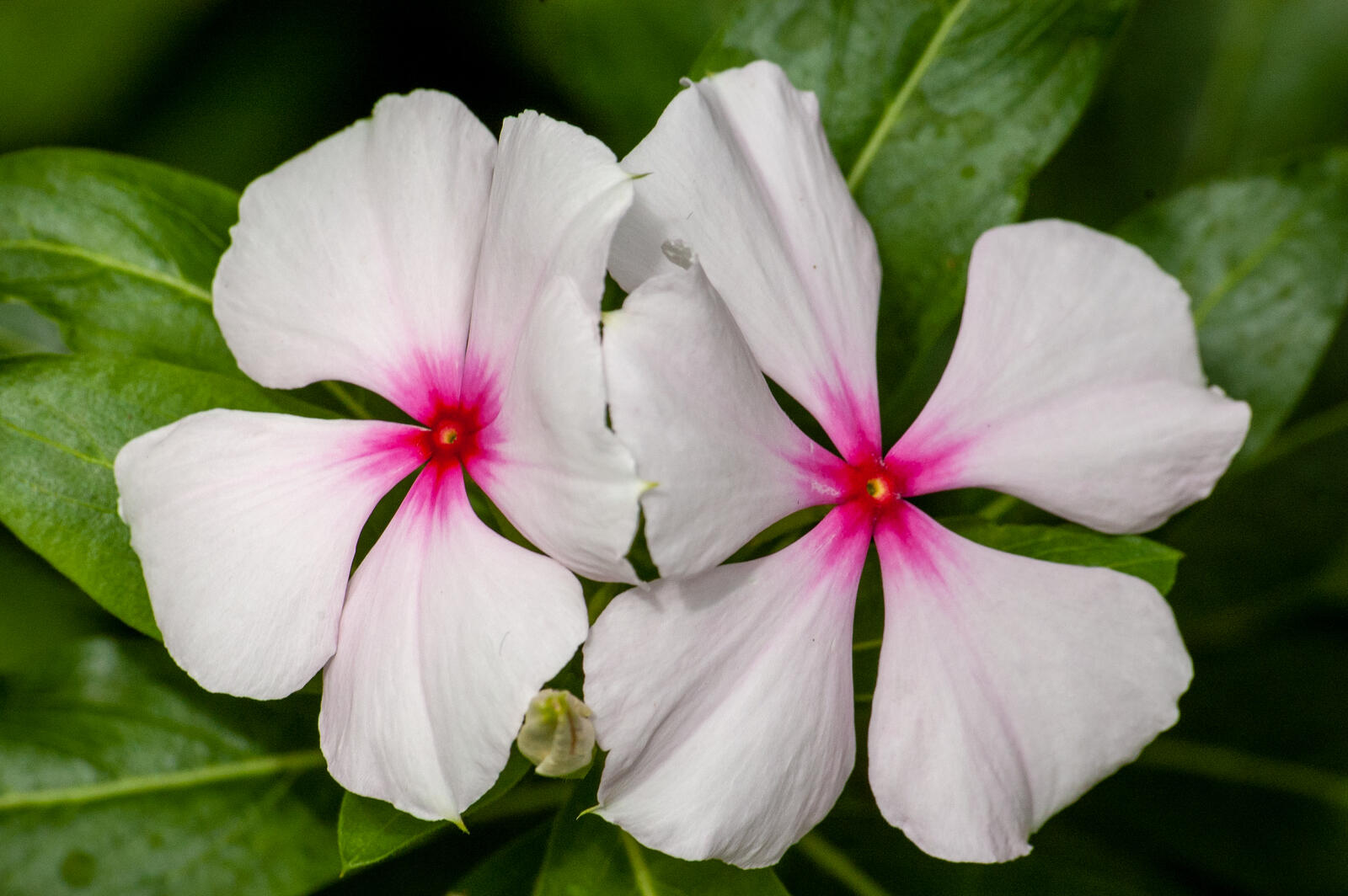Free photo White flower with a pink core