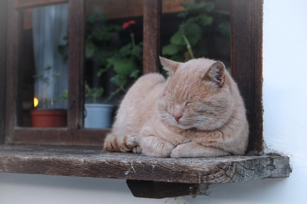 Серый кот спит на деревянном подоконнике