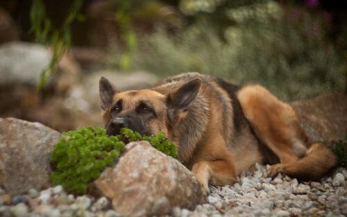 A German Shepherd lying on a rock.