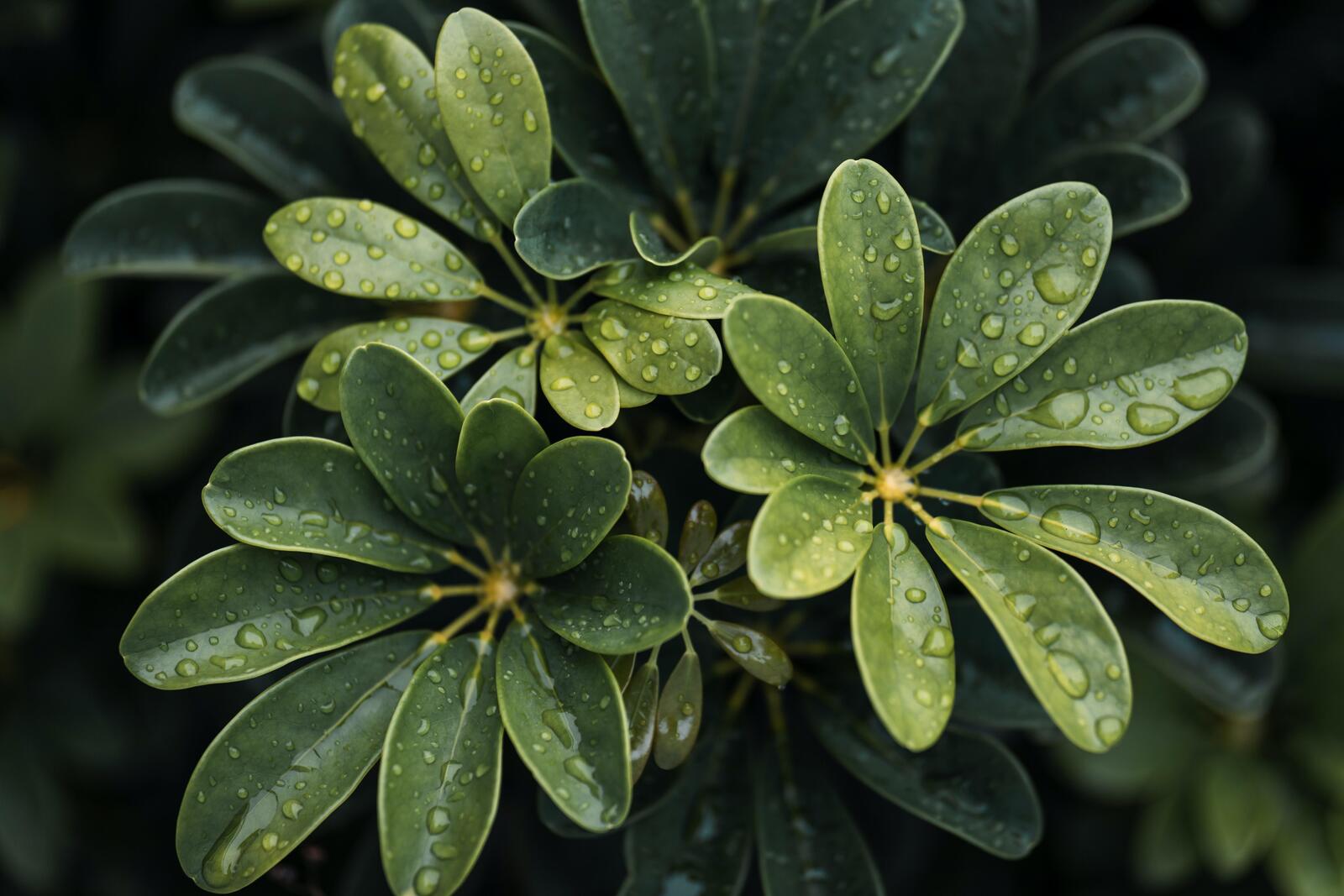 Бесплатное фото Зеленые цветы в виде листьев с каплями дождя