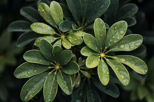Зеленые цветы в виде листьев с каплями дождя