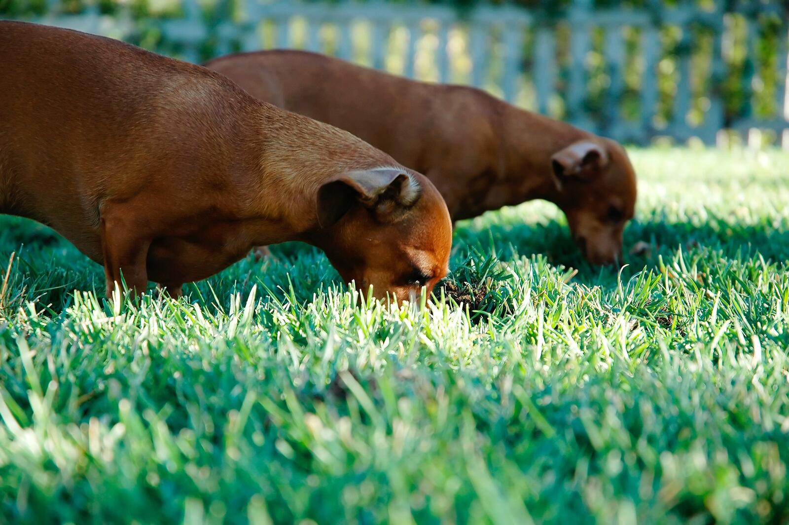 Wallpapers grass lawn puppy on the desktop