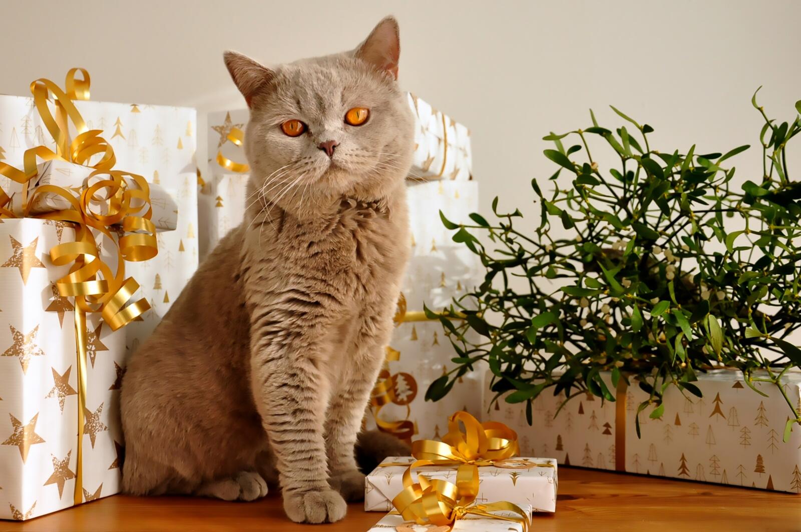 Free photo British Shorthair welcomes Christmas with presents