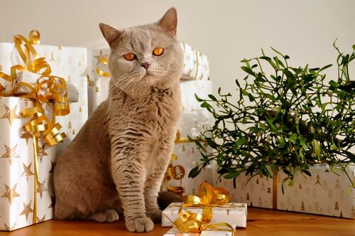 British Shorthair welcomes Christmas with presents