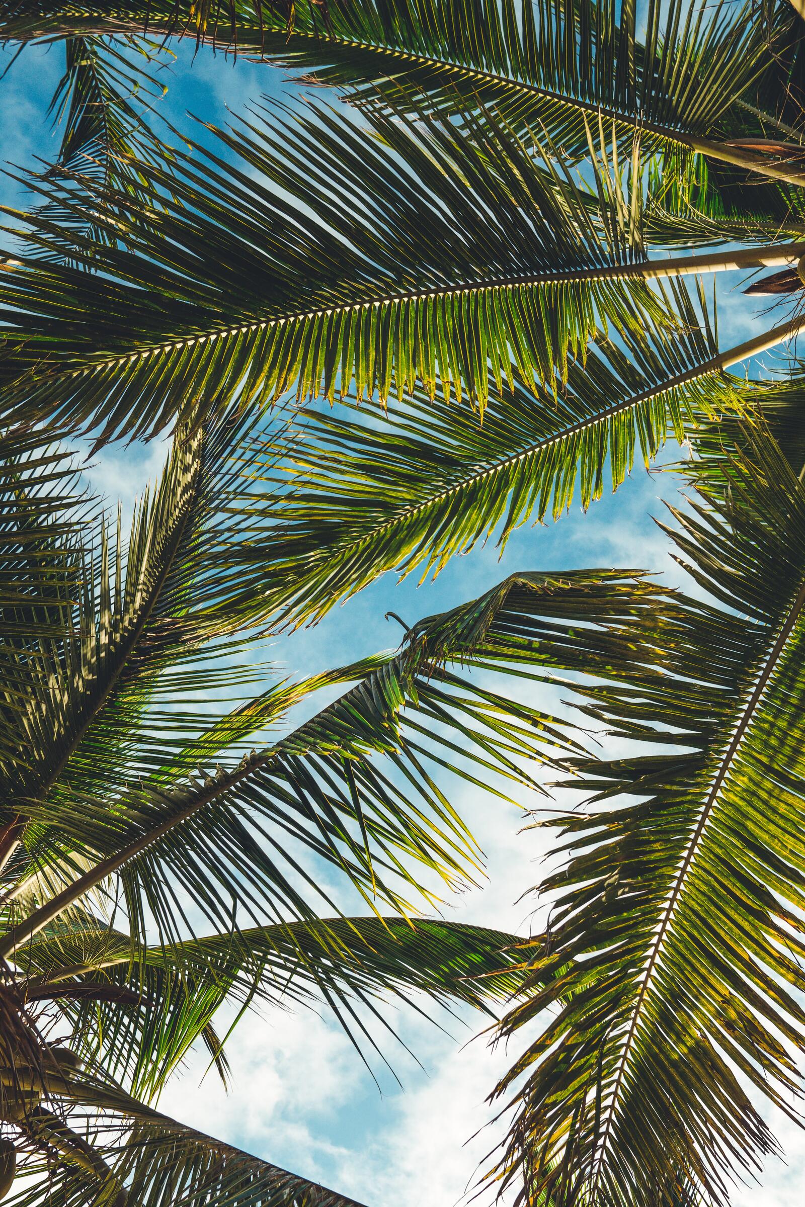 Бесплатное фото Пальмовые листья крупным планом