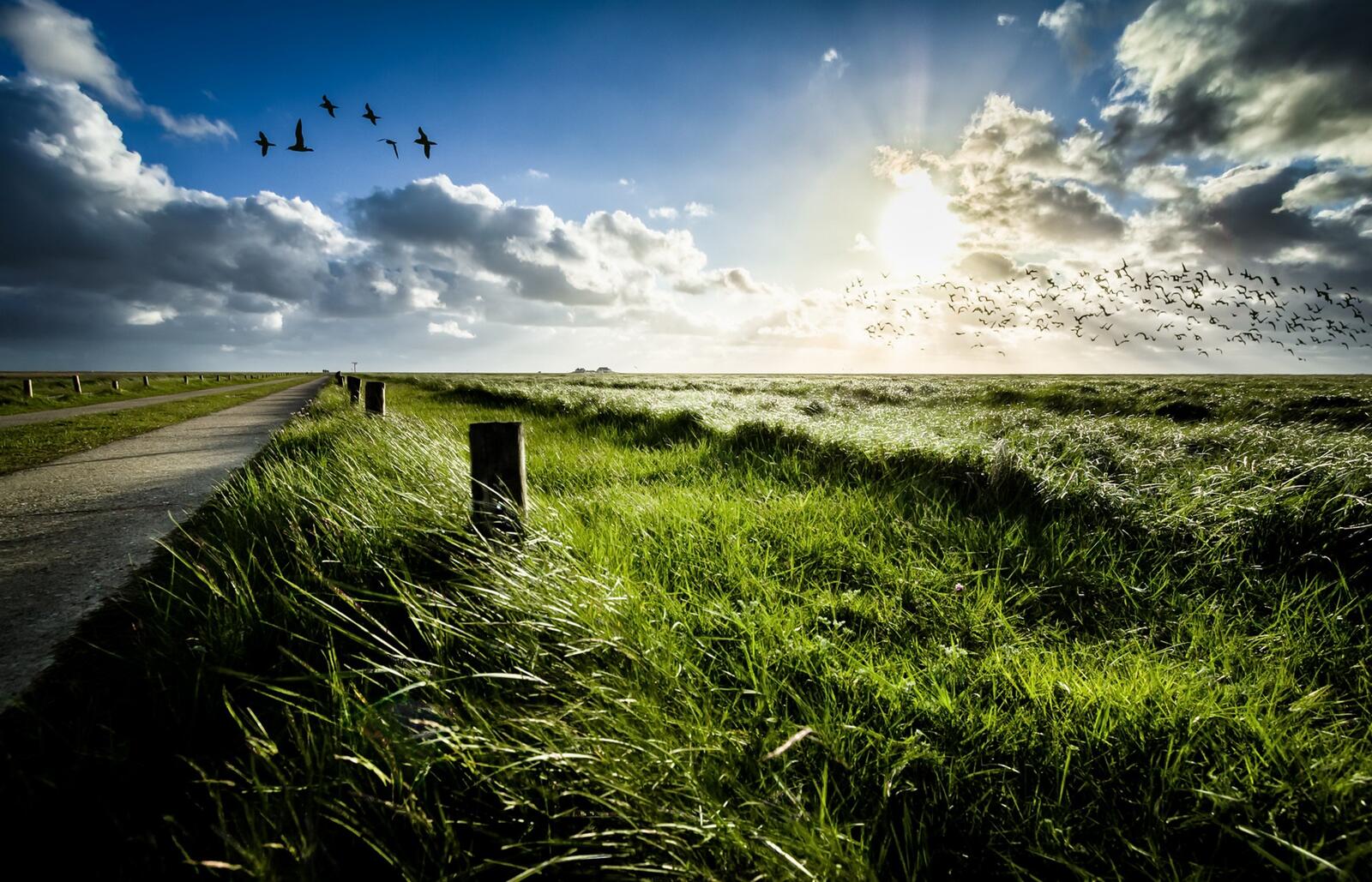 Бесплатное фото Высокая трава на обочине у дороги