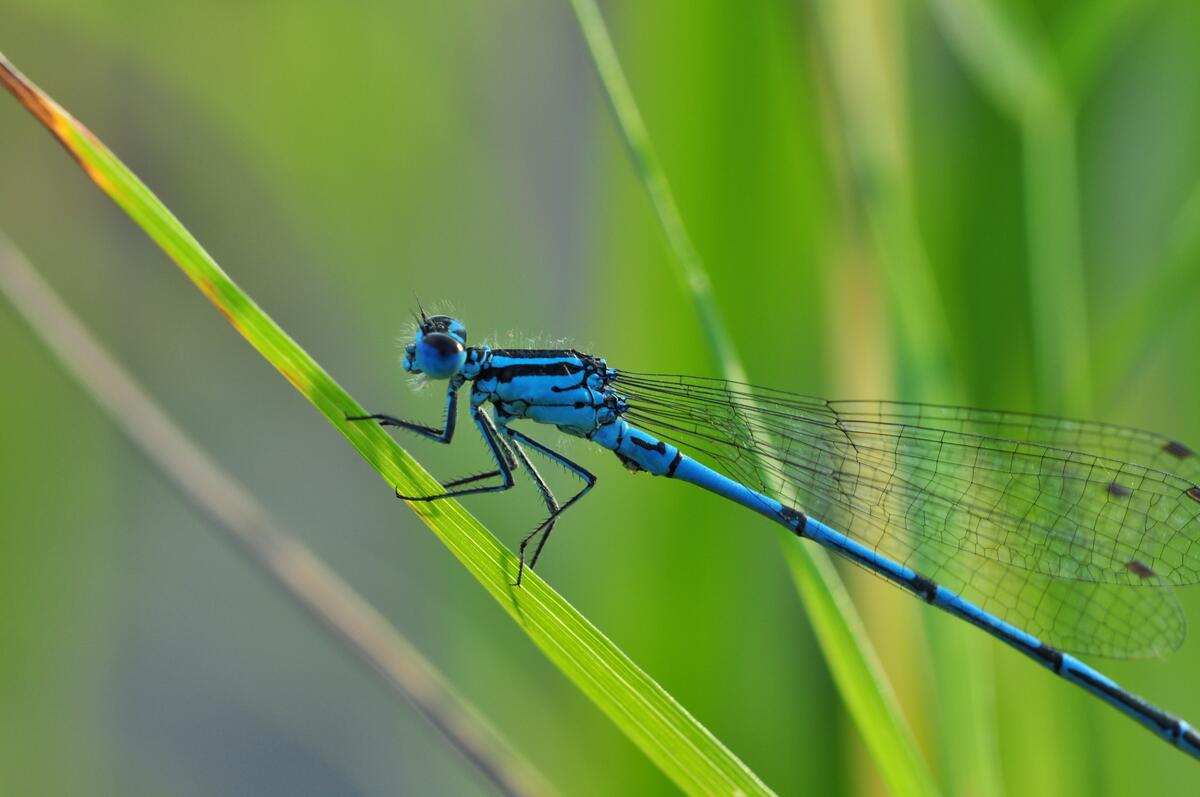 A blue dragonfly sits on the grass.