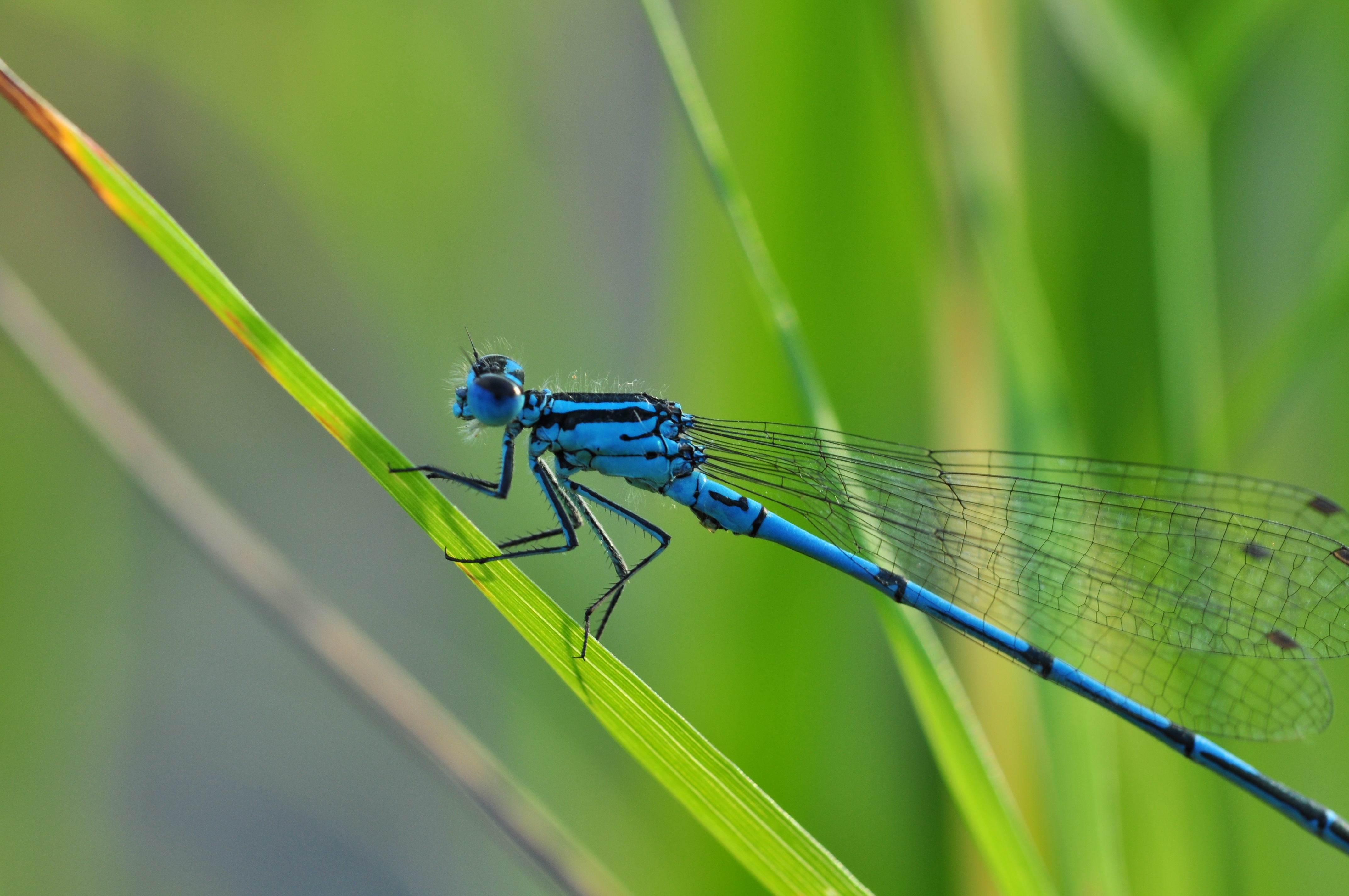 Free photo A blue dragonfly sits on the grass.