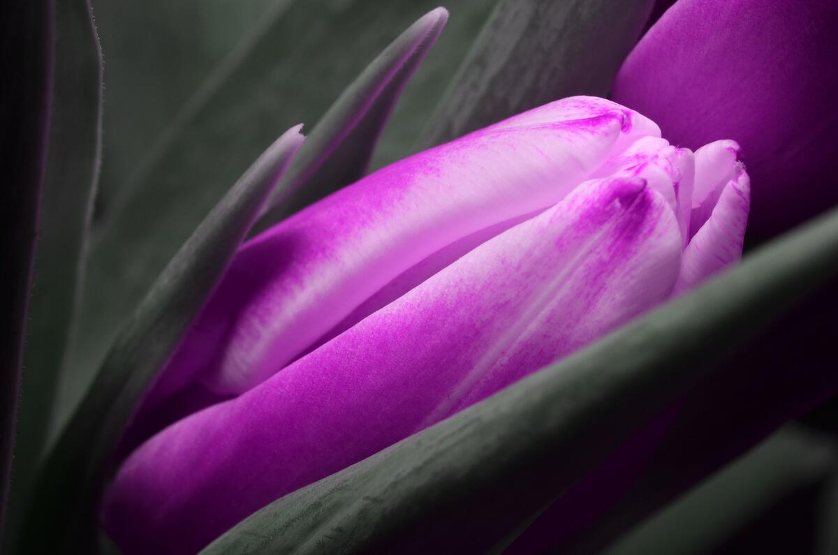 紫色的郁金香花瓣