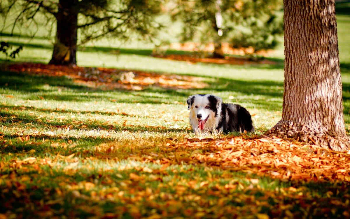 Пес лежит на опавших листьях