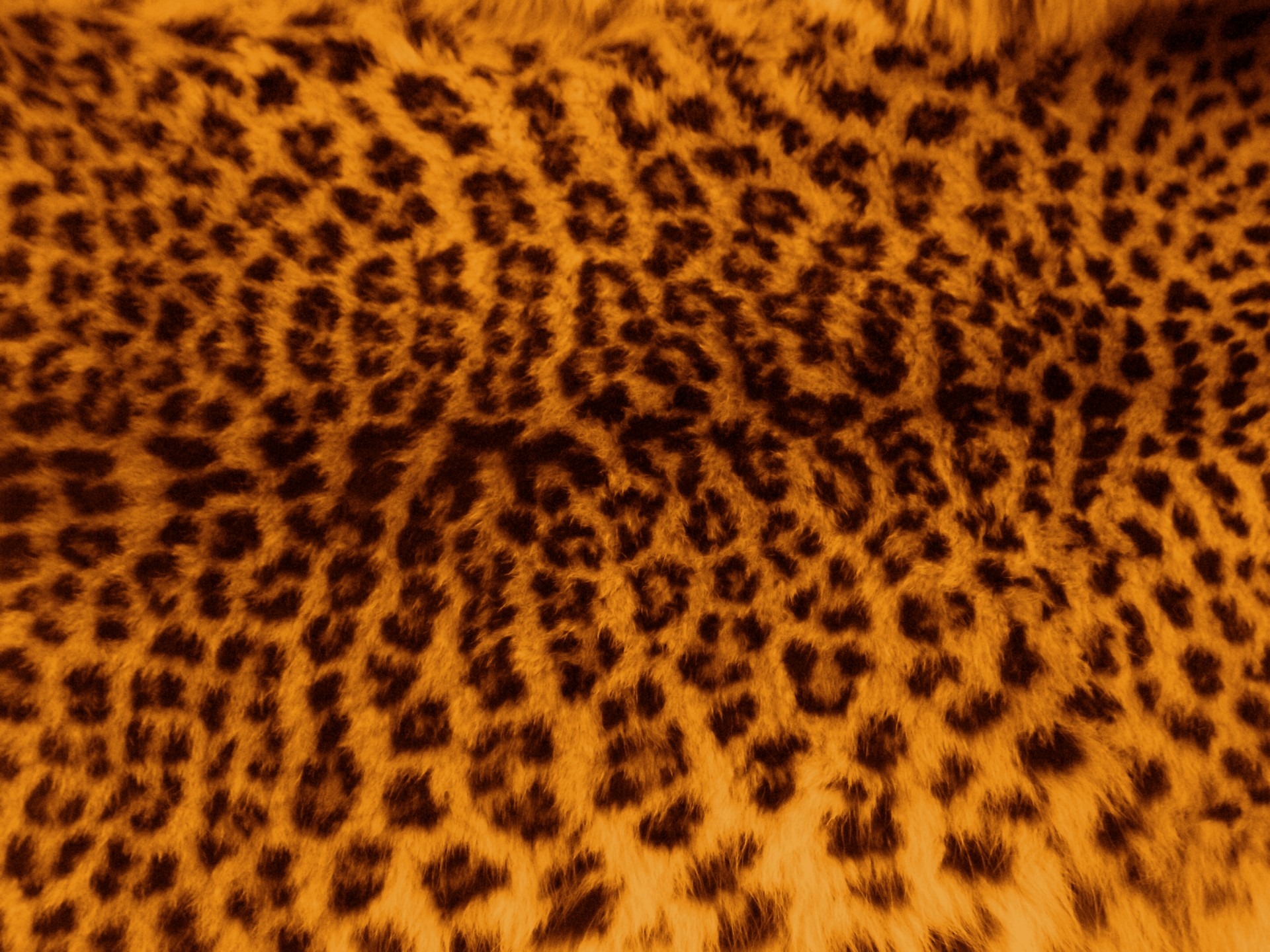 Wallpapers texture wildlife fur on the desktop