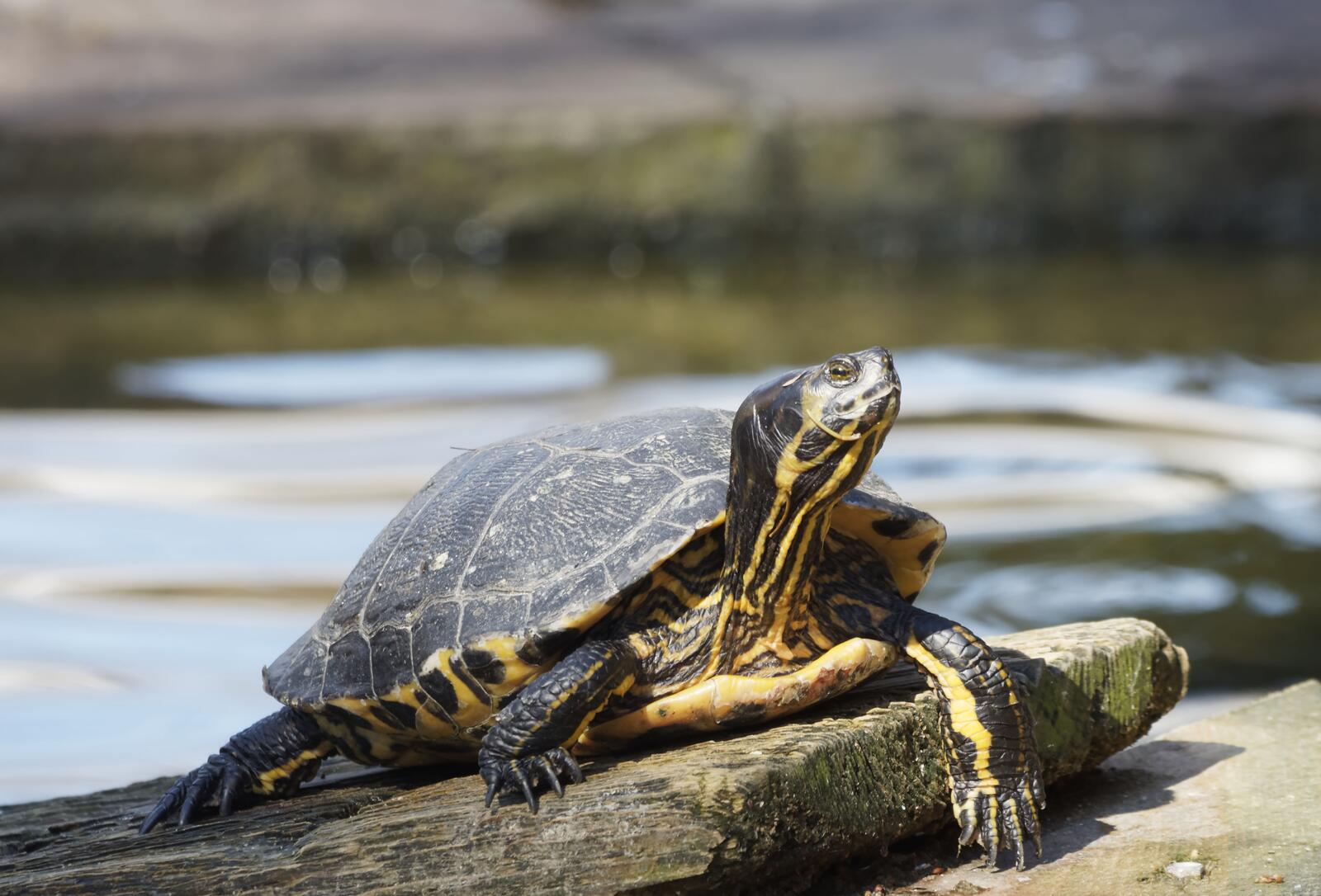 Бесплатное фото Черепаха греется на солнышке