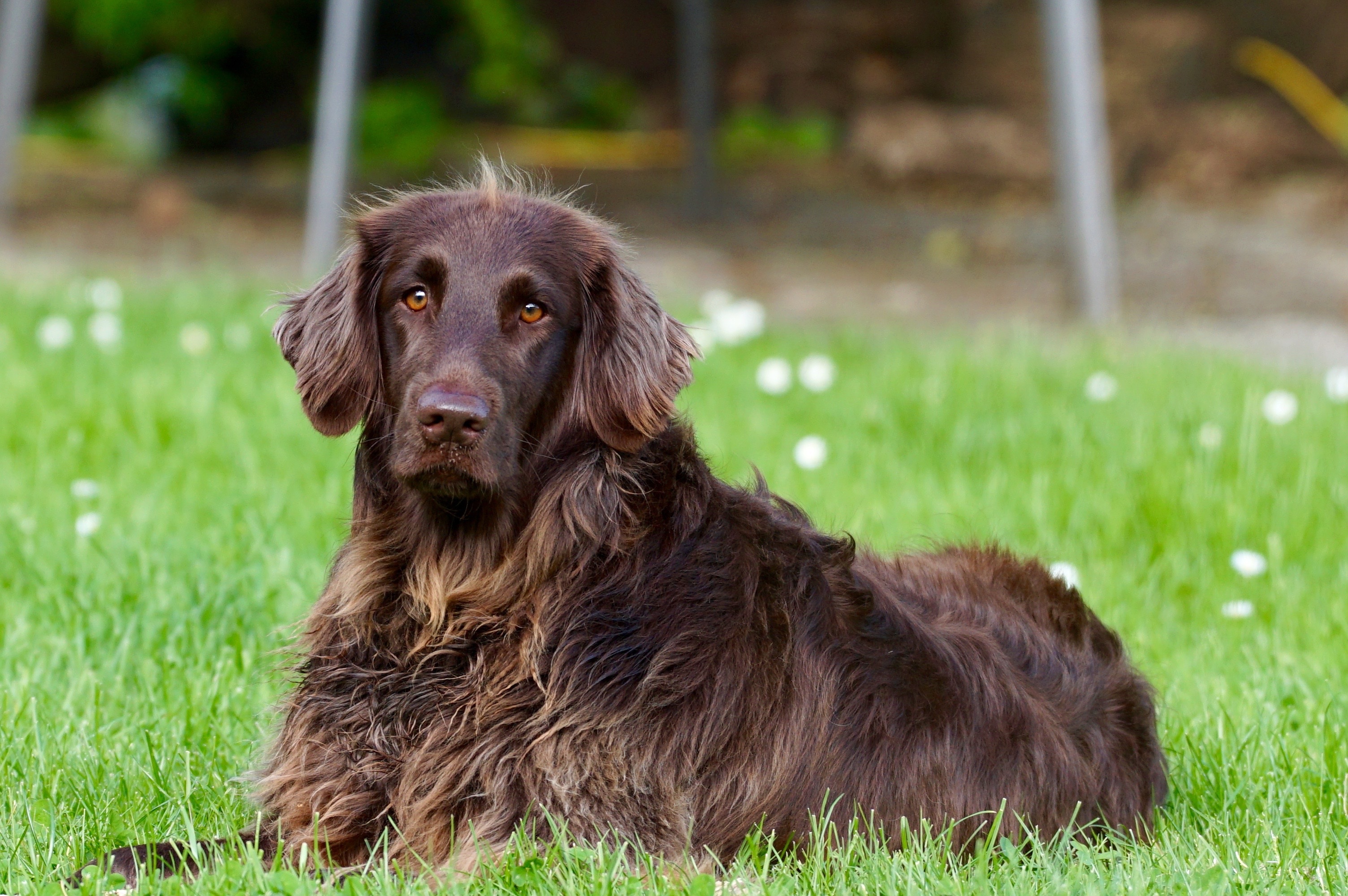 Free photo German Long-Haired Pointer