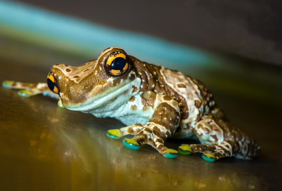 Cute frog on a glossy surface