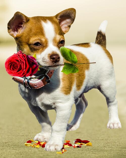 A puppy with a rose in its teeth