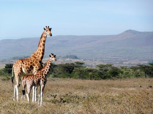 Два жирафа гуляют по Сафари