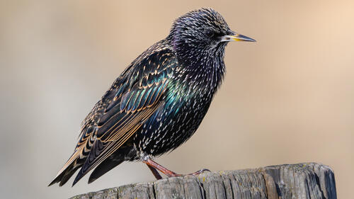 European starling at full height