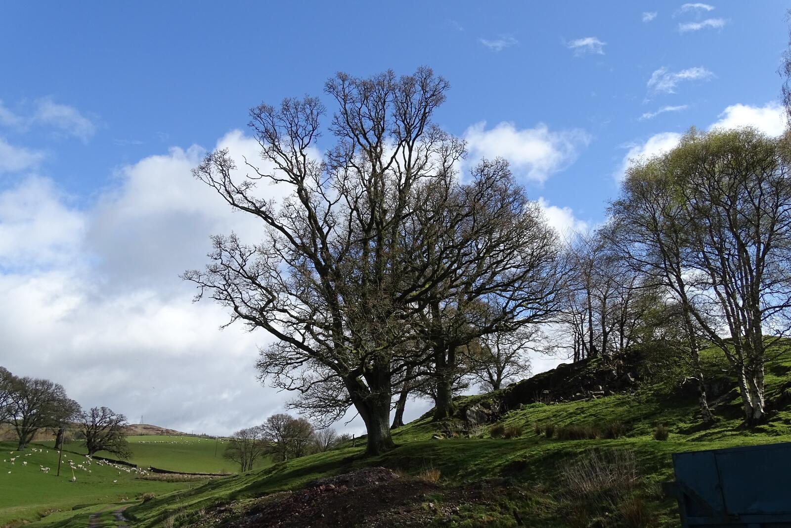 Free photo Trees without leaves on the hills.