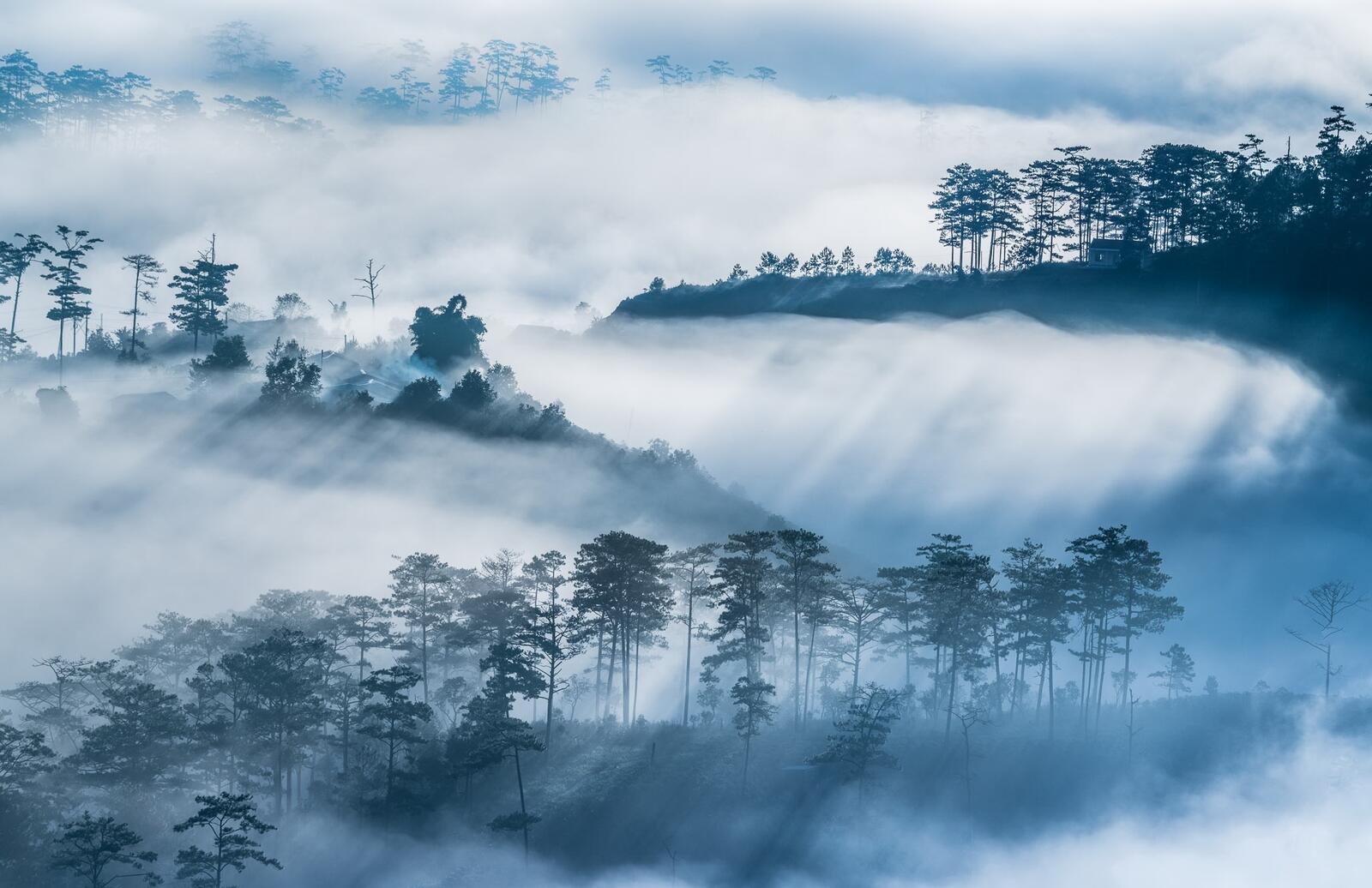 Бесплатное фото Туман в зимнем лесу