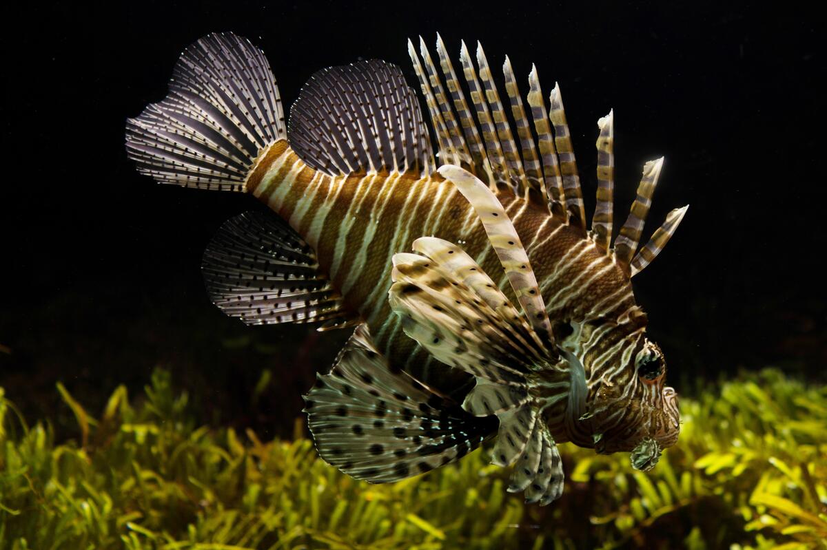 A lionfish in an aquarium