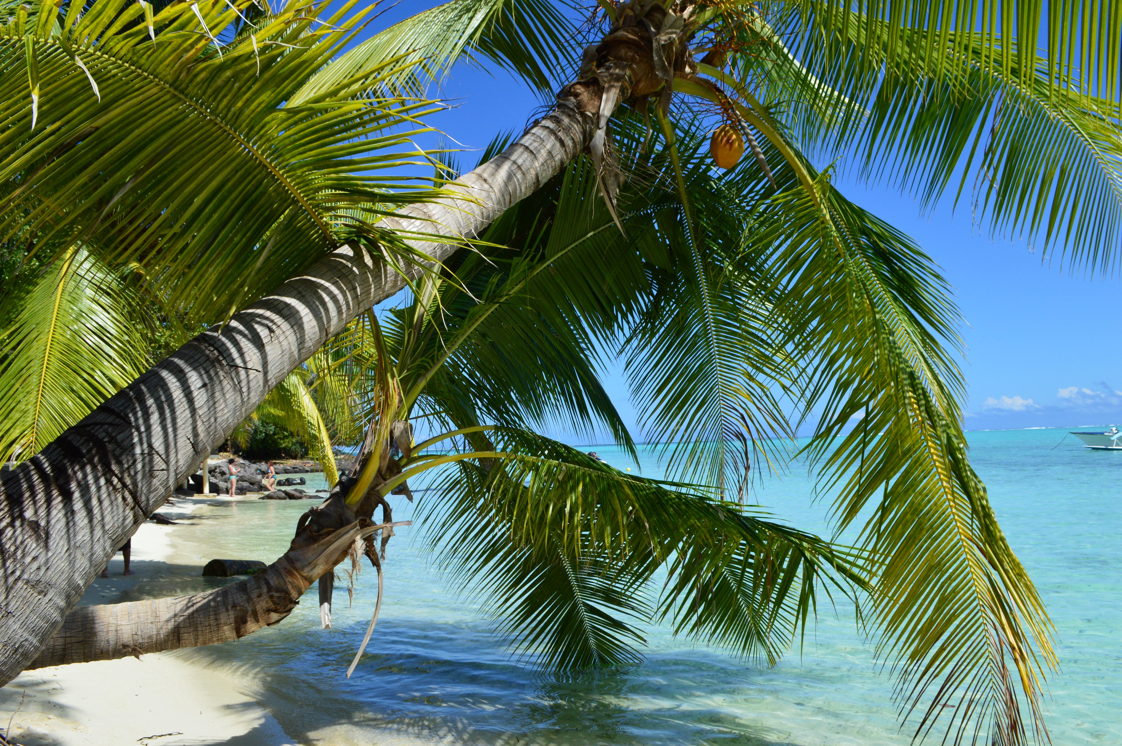 Free photo A palm tree on the beach of the sea