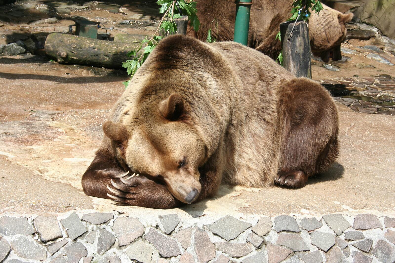 Обои медведь бурый медведь лежа на рабочий стол