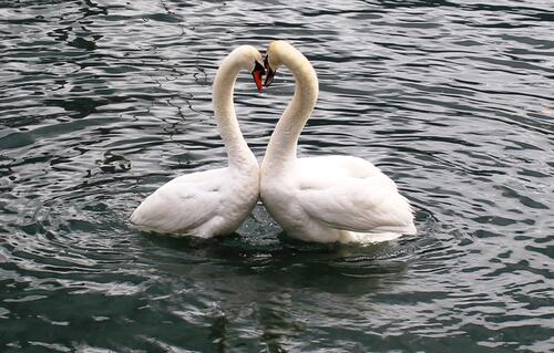 Two swans are twirling in a dance