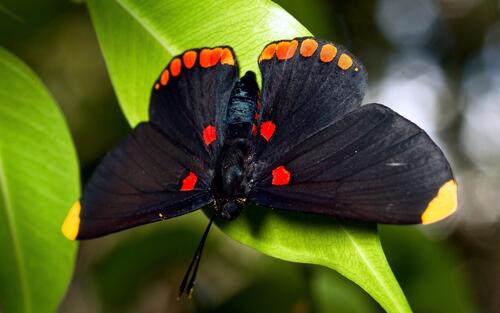Черная бабочка на зеленых листиках